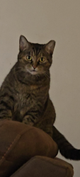 Lost Female Cat last seen Stellhorn, Wood Way dr. Joan drive , Fort Wayne, IN 46835