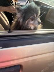Found/Stray Unknown Dog last seen Pueblo northern, Pueblo, CO 81003