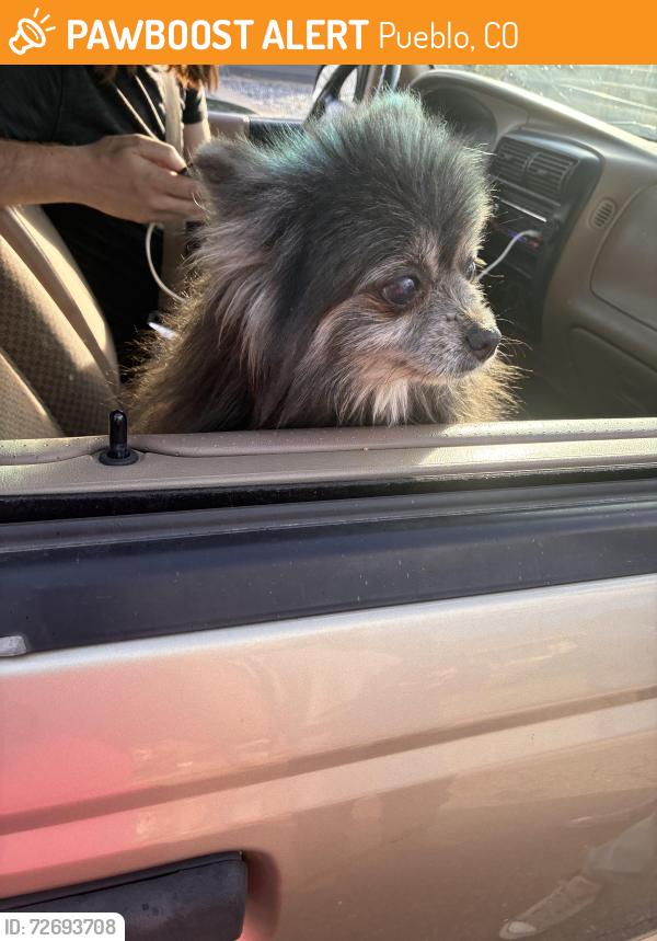 Found/Stray Unknown Dog last seen Pueblo northern, Pueblo, CO 81003