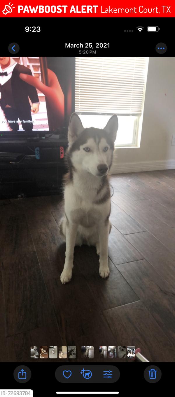 Lost Female Dog last seen Lakemont area, Lakemont Court, TX 77407