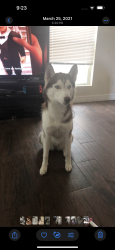 Lost Female Dog last seen Lakemont area, Lakemont Court, TX 77407