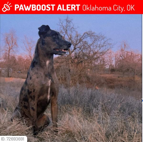 Lost Male Dog last seen Near S Peebly Rd, Newalla, OK 74857, Oklahoma City, OK 74857