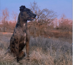 Lost Male Dog last seen Near S Peebly Rd, Newalla, OK 74857, Oklahoma City, OK 74857