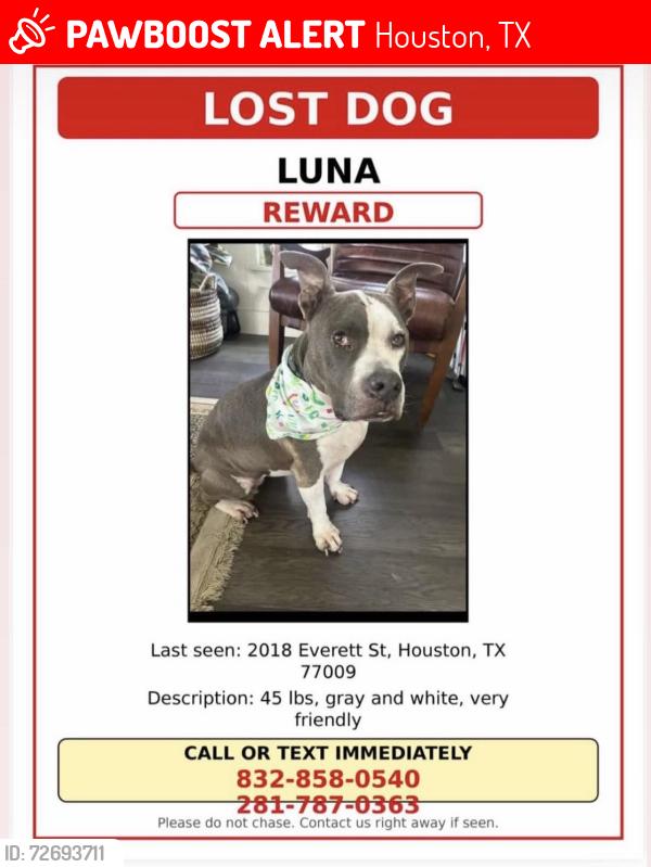 Lost Female Dog last seen Near Everett , Houston, TX 77009
