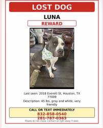 Lost Female Dog last seen Near Everett , Houston, TX 77009