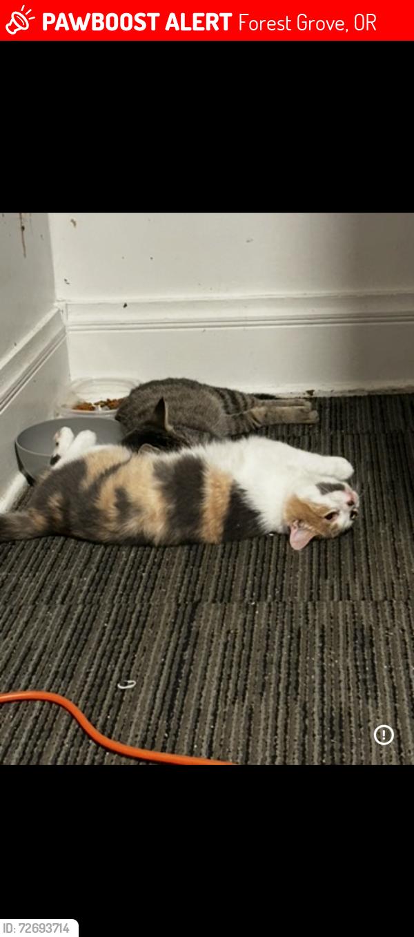 Lost Female Cat last seen 26th and kingwood, Forest Grove, OR 97116