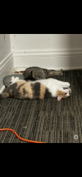 Lost Female Cat last seen 26th and kingwood, Forest Grove, OR 97116