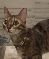 Found/Stray Female Cat last seen doral court, ellicott City, md, Ellicott City, MD 21042