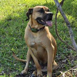 Found/Stray Male Dog last seen 26th St., Vero Beach, FL 32966