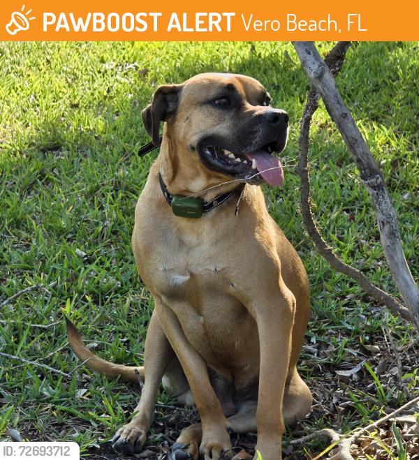 Found/Stray Male Dog last seen 26th St., Vero Beach, FL 32966