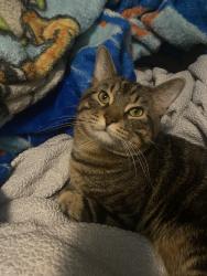 Lost Male Cat last seen N kildare avenue, Chicago, IL 60639