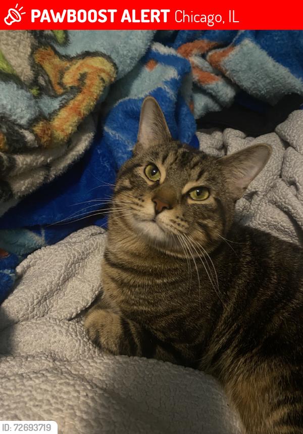 Lost Male Cat last seen N kildare avenue, Chicago, IL 60639