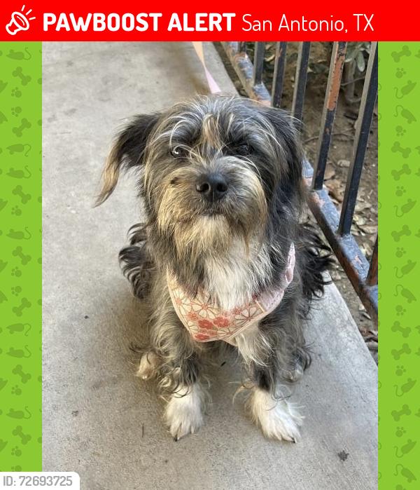 Lost Female Dog last seen Henderson Pass & Turkey Point, San Antonio, TX 78232