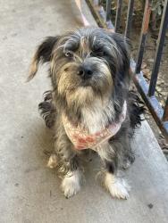 Lost Female Dog last seen Henderson Pass & Turkey Point, San Antonio, TX 78232