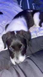 Lost Male Dog last seen Lane , Sapulpa, OK 74066