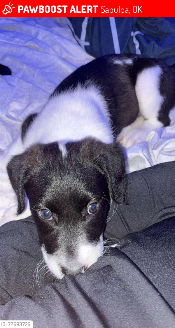 Lost Male Dog last seen Lane , Sapulpa, OK 74066