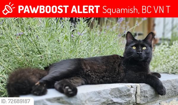 Lost Male Cat last seen Bluebird & Condor, Squamish, BC V0N 1T0