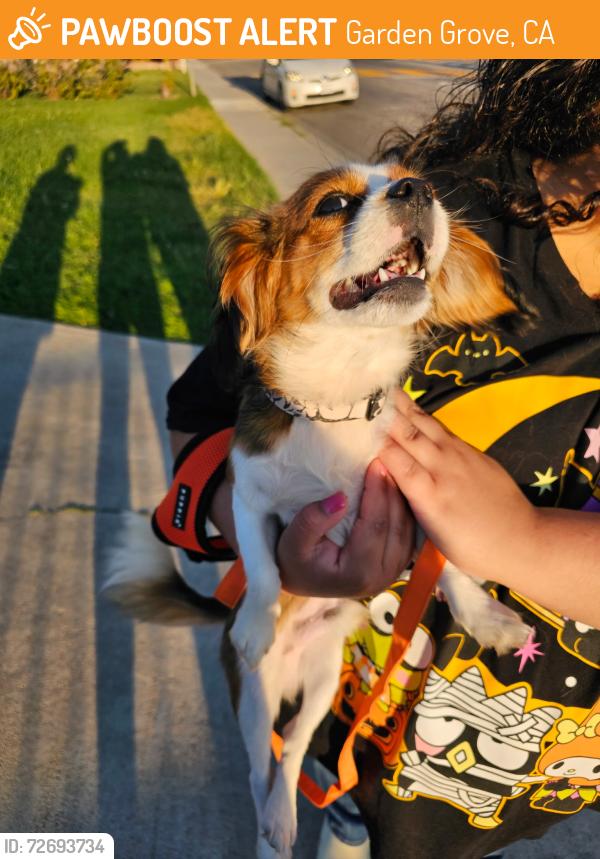 Found/Stray Male Dog last seen Woodbury & Newhope, Garden Grove, CA 92843