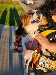 Found/Stray Male Dog last seen Woodbury & Newhope, Garden Grove, CA 92843