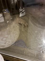 Found/Stray Unknown Cat last seen peace haven and country club, Winston-Salem, NC 27104