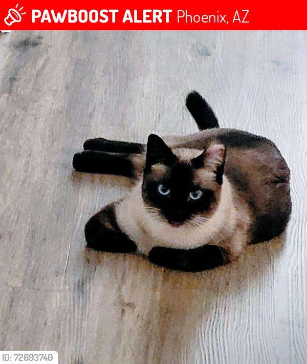 Lost Male Cat last seen Broadway and 19th Avenue, Phoenix, AZ 85041