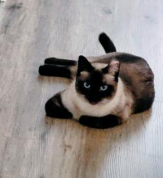 Lost Male Cat last seen Broadway and 19th Avenue, Phoenix, AZ 85041