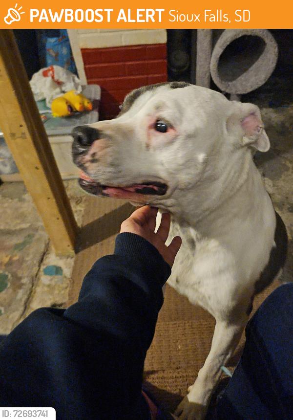 Found/Stray Male Dog last seen North Prairie Ave and Russell Strest , Sioux Falls, SD 57104