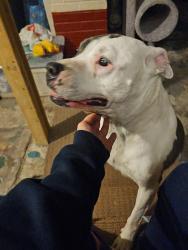 Found/Stray Male Dog last seen North Prairie Ave and Russell Strest , Sioux Falls, SD 57104
