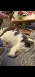 Lost Female Cat last seen 9th and Oakridge Dr, Timber Oaks SubDiv, Blue Springs, MO 64015