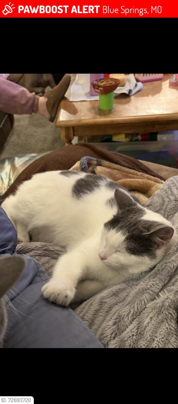 Lost Female Cat last seen 9th and Oakridge Dr, Timber Oaks SubDiv, Blue Springs, MO 64015