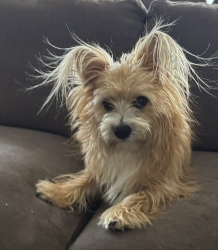 Lost Male Dog last seen Colt Road, RPV, Rancho Palos Verdes, CA 90275
