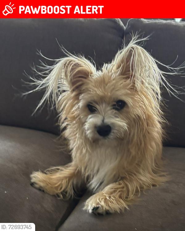 Lost Male Dog last seen Colt Road, RPV, Rancho Palos Verdes, CA 90275
