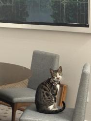 Found/Stray Female Cat last seen Intersection middle of the street , The Woodlands, TX 77389