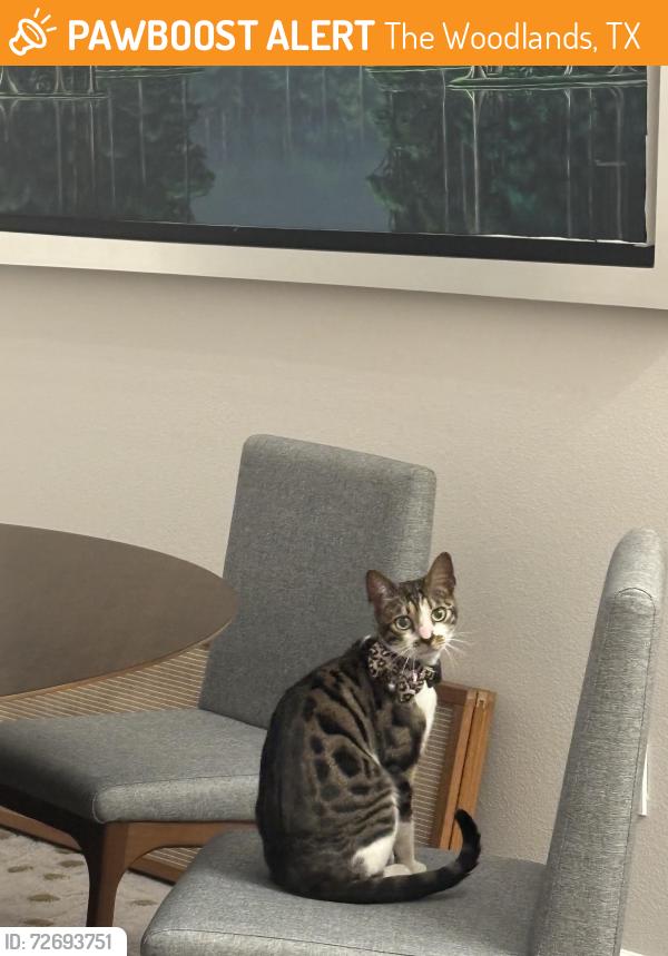 Found/Stray Female Cat last seen Intersection middle of the street , The Woodlands, TX 77389