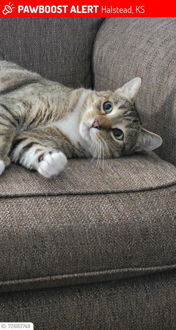 Lost Male Cat last seen 2nd street and walnut street, Halstead, KS 67056
