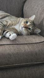 Lost Male Cat last seen 2nd street and walnut street, Halstead, KS 67056