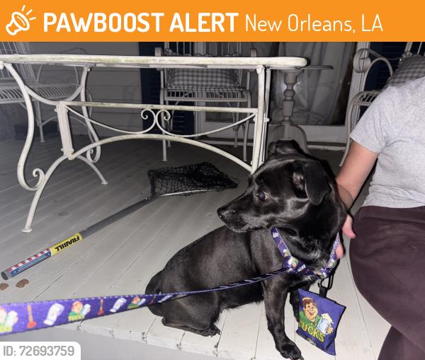 Found/Stray Unknown Dog last seen Hickory and Dublin , New Orleans, LA 70112