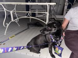 Found/Stray Unknown Dog last seen Hickory and Dublin , New Orleans, LA 70112