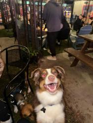 Found/Stray Female Dog last seen Tomball, TX 77375, Tomball, TX 77375