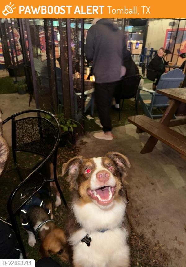 Found/Stray Female Dog last seen Tomball, TX 77375, Tomball, TX 77375