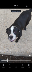 Found/Stray Male Dog last seen Linwood and 10th , Indianapolis, IN 46201