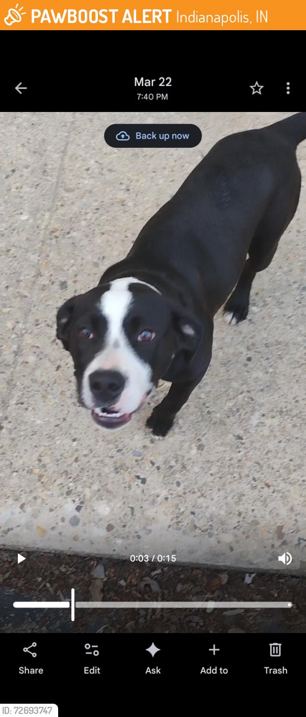 Found/Stray Male Dog last seen Linwood and 10th , Indianapolis, IN 46201