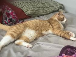 Lost Male Cat last seen Near Interchange Rd, Columbus, OH 43204, Columbus, OH 43204