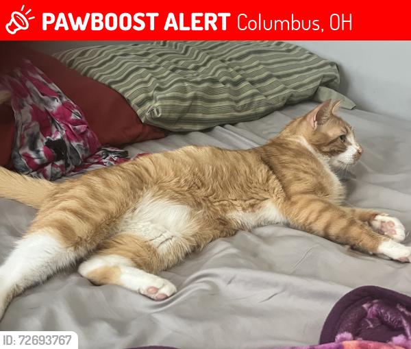 Lost Male Cat last seen Near Interchange Rd, Columbus, OH 43204, Columbus, OH 43204
