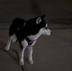 Found/Stray Male Dog last seen Leo Dr and Waterfield dr, Indianapolis, IN 46235