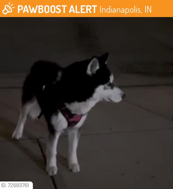 Found/Stray Male Dog last seen Leo Dr and Waterfield dr, Indianapolis, IN 46235