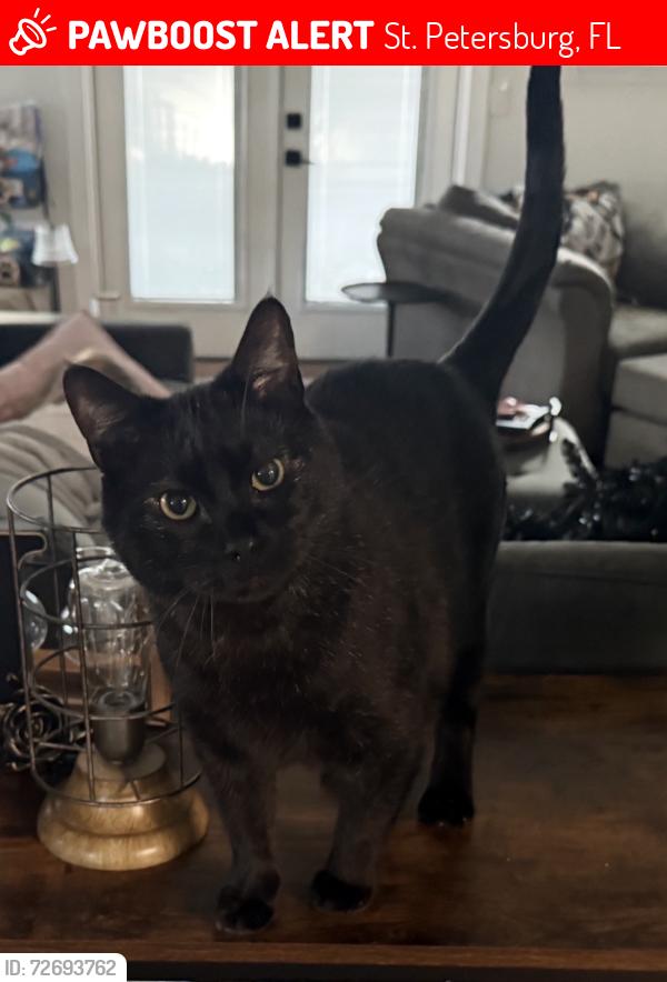 Lost Male Cat last seen 12th Ave N and 74th St N, St. Petersburg, FL 33710