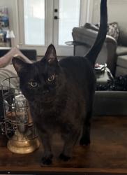 Lost Male Cat last seen 12th Ave N and 74th St N, St. Petersburg, FL 33710