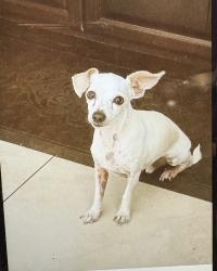 Lost Male Dog last seen 63rd ave and Encanto, Phoenix, AZ 85035