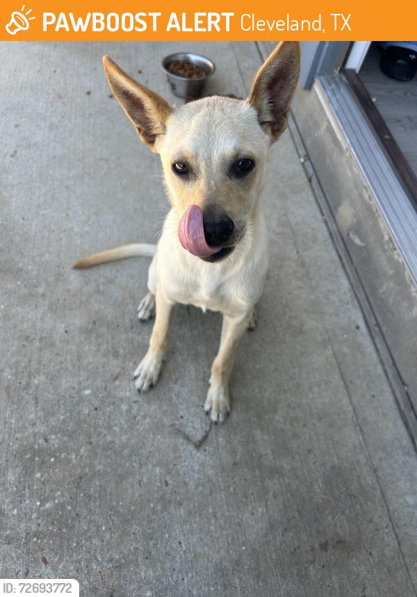 Found/Stray Male Dog last seen Road 5503, Cleveland, TX 77327
